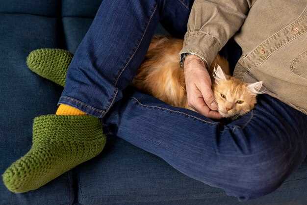 Коронавирусные инфекции, которые могут быть переданы от кошек