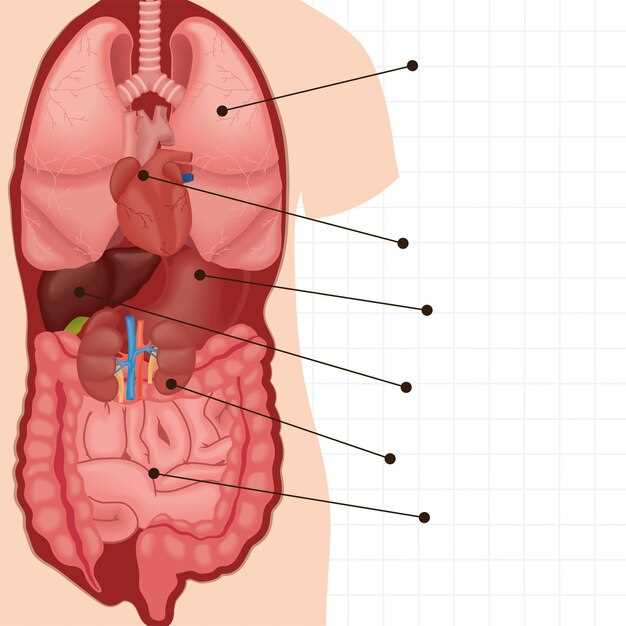 Роль трахеи в дыхательной системе