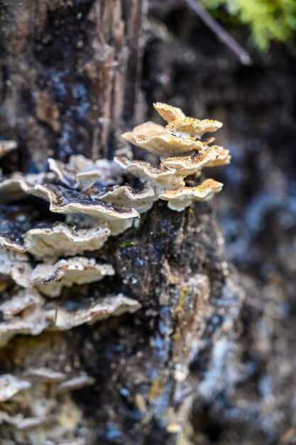 Какие грибы обитают в организме человека?